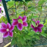 Kako posaditi klematis u proleće